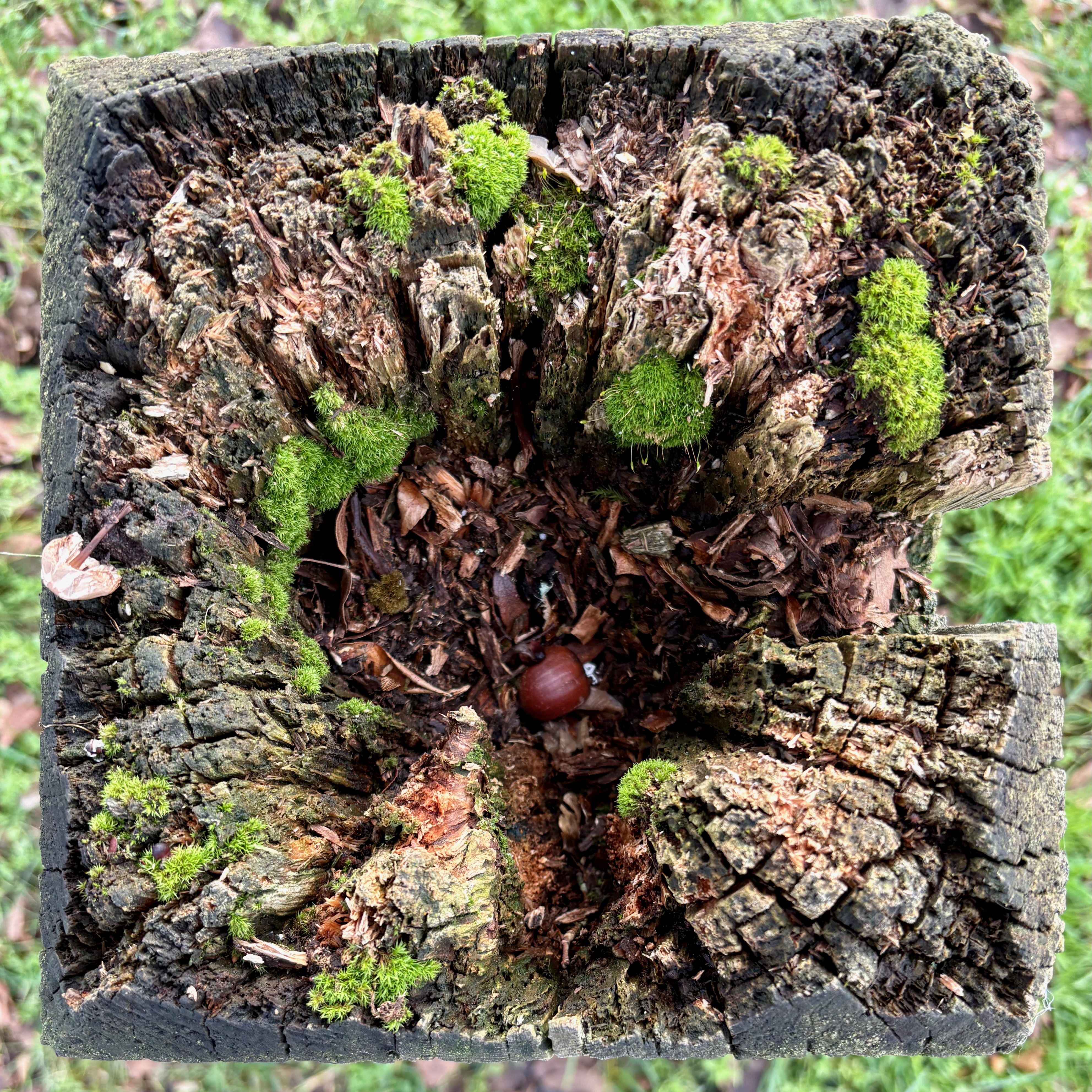 top down view of a square wooden post. The post is very weathered with moss, lichen, mushrooms, and other growth covering its surface. In the centre of the post is a well where the wood has rotted away. At the bottom of this well there is a single fallen acorn without it's cap.